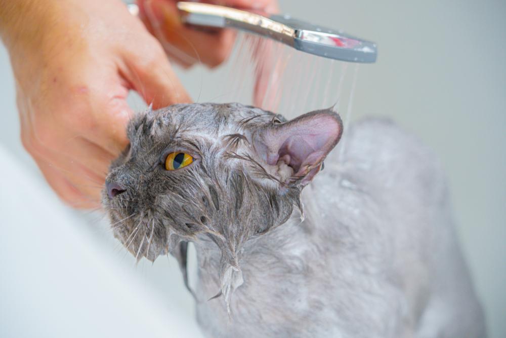 Процедуры мытья кошек
