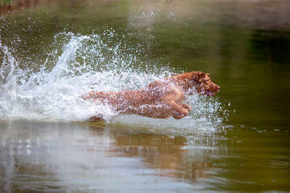 Питание чесапик-бей-ретривера должно быть правильным