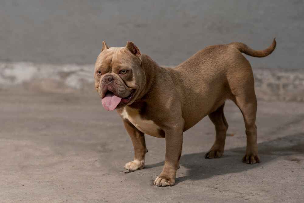 Американский булли на выгуле