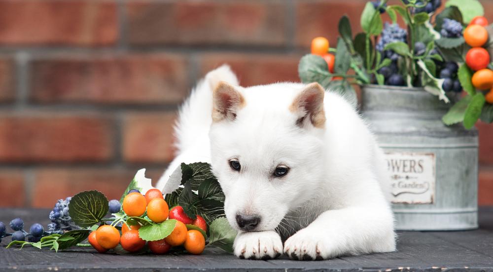 Особенности кормления хоккайдо