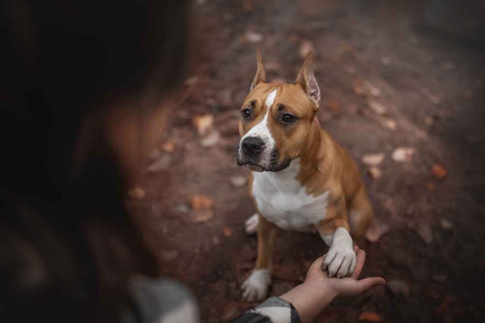 Владелец в силах повлиять на то, сколько живет американский стаффордширский терьер