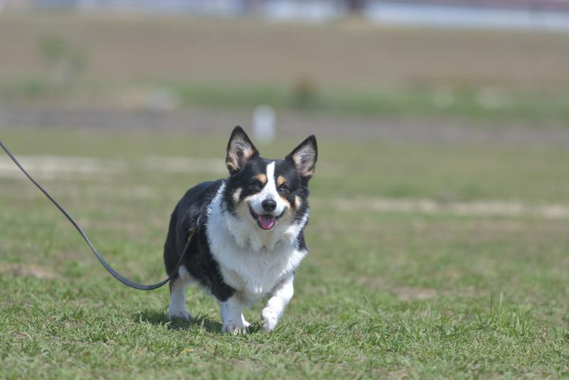 Черный корги на поводке