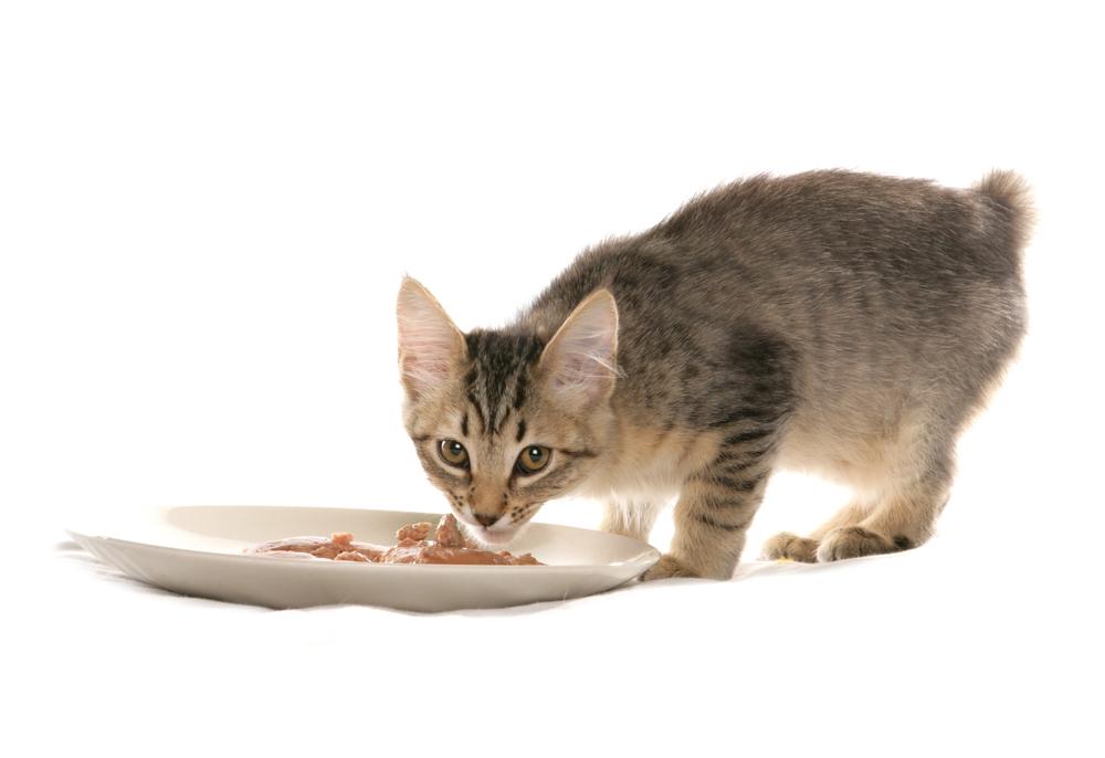 кормление пиксибоба