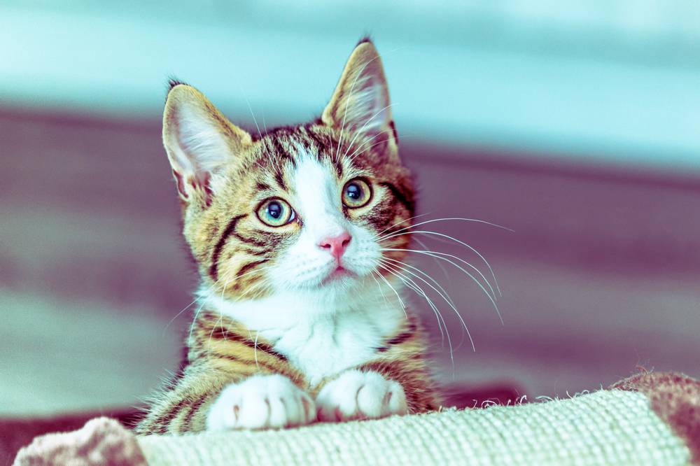 У кота горячие уши из-за цистита  У кота горячие уши из-за цистита