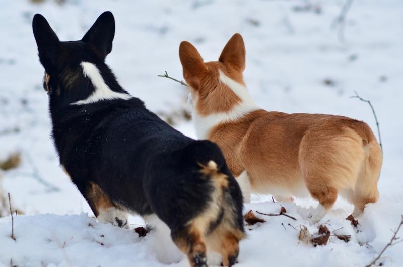 Черный корги на фото