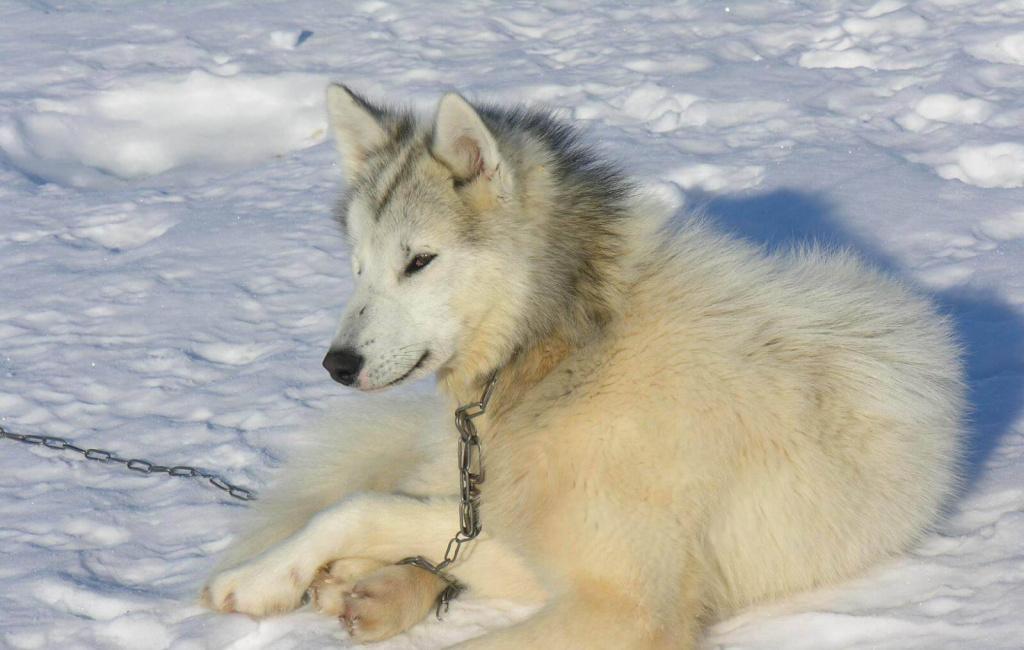 Уход и содержание канадской эскимосской собаки