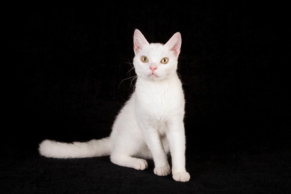 Как выглядит американская жесткошерстная кошка