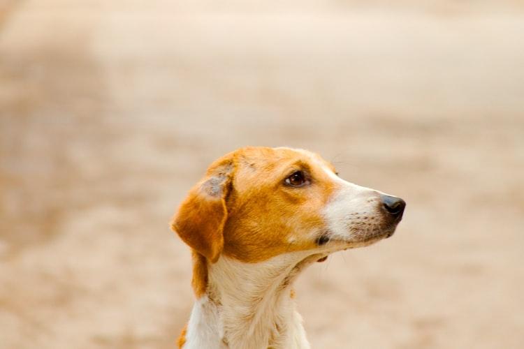 bordetella bronchiseptica что это