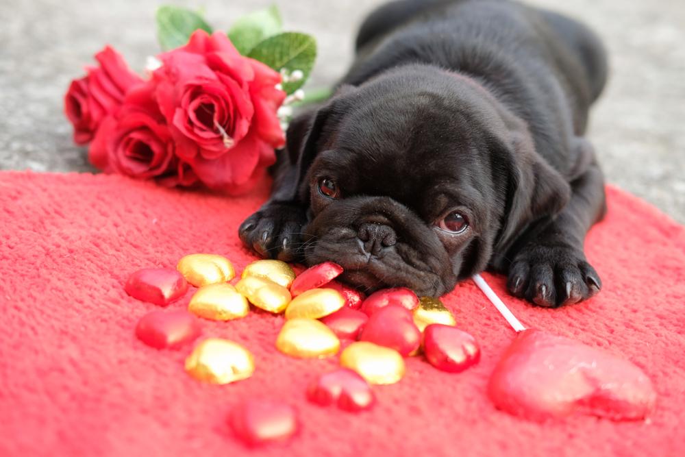 Нестандартные окрасы мопсов: шоколадный Нестандартные окрасы мопсов: шоколадный