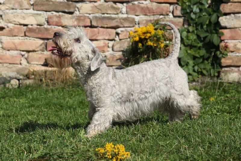 Собака породы чешский терьер