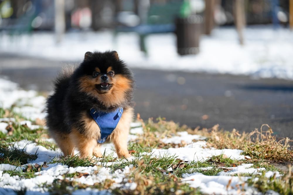 Померанский шпиц нуждается в сбалансированном питании