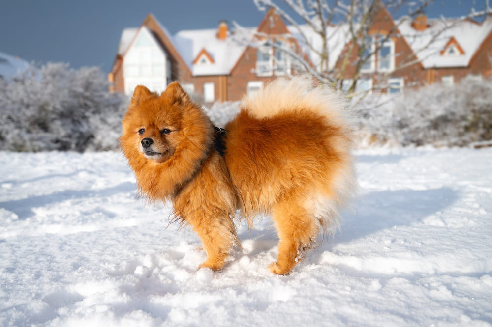 Активность влияет на то, сколько проживет шпиц