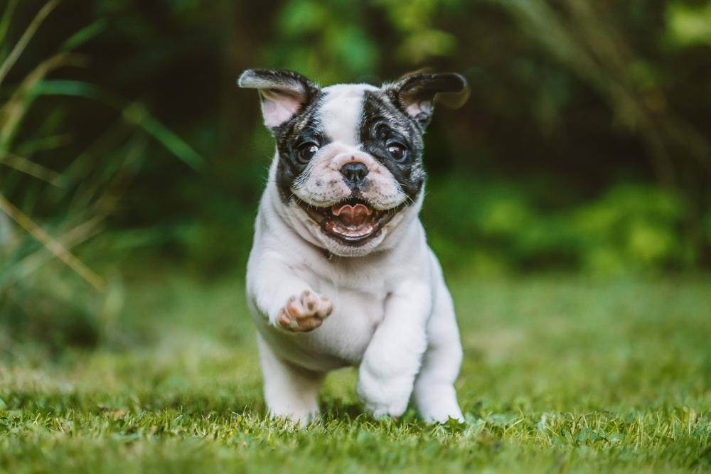 Милый щенок белого бульдога