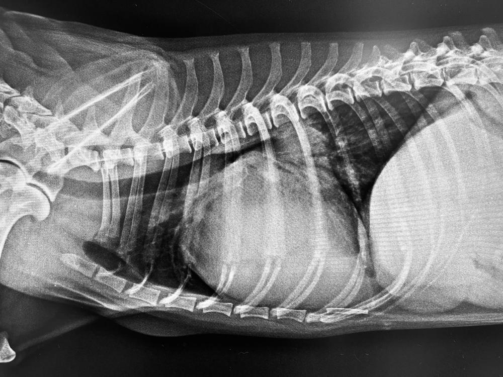 Причины кардиомиопатии у собак и группы риска Причины кардиомиопатии у собак и группы риска