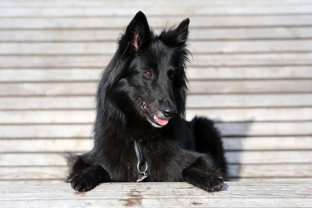 Собака породы грюнендаль нуждается в выгуле