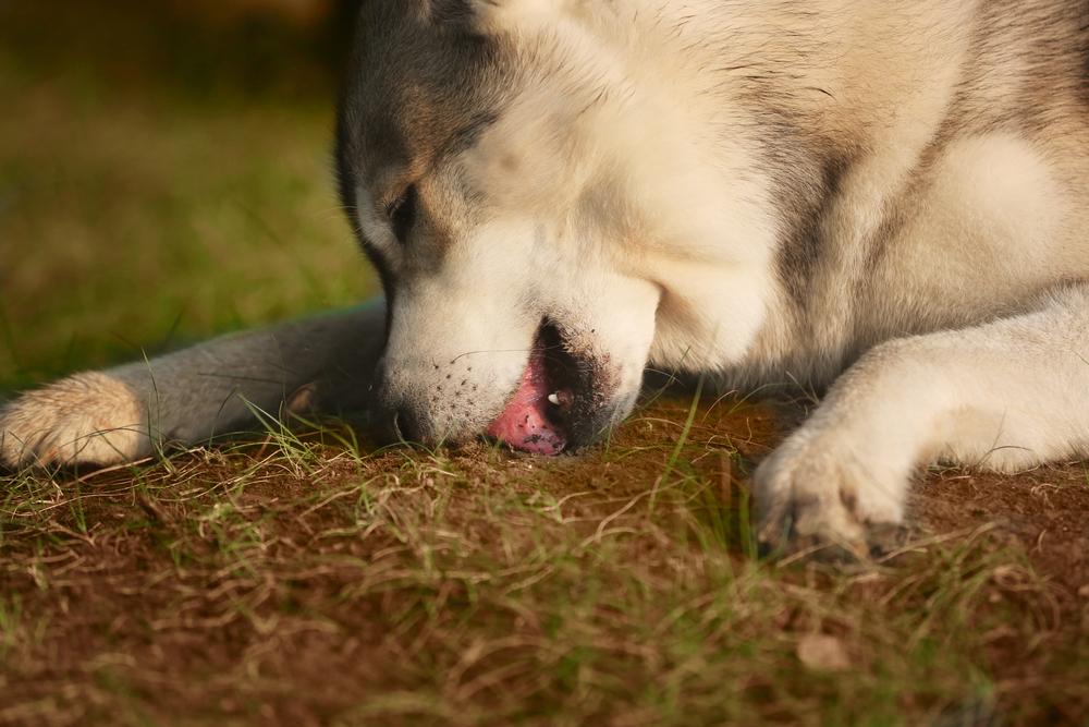Почему собака ест камни, песок и землю