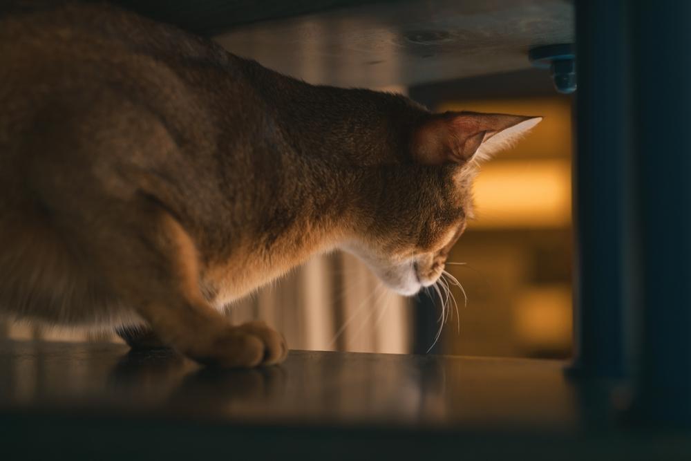 Что делать, если появилась аллергия на абиссинских кошек?