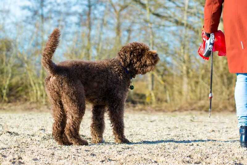 Барбет имеет предрасположенность к некоторым болезням