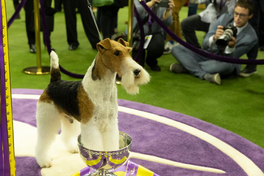 Что такое собачья выставка 