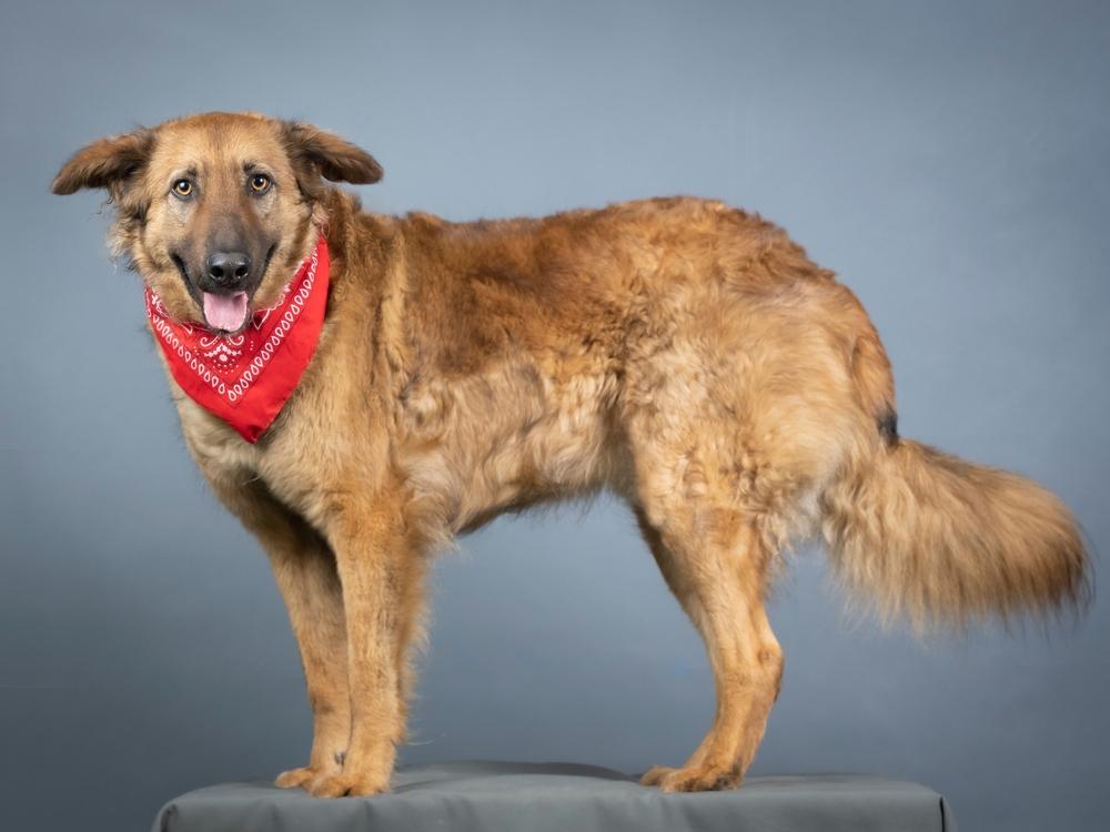 Внешность баскской овчарки