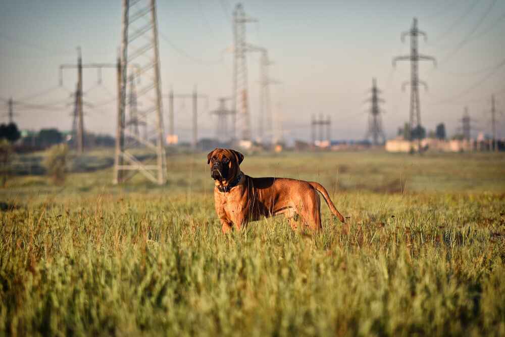 Бульмастиф относится настороженно к чужакам