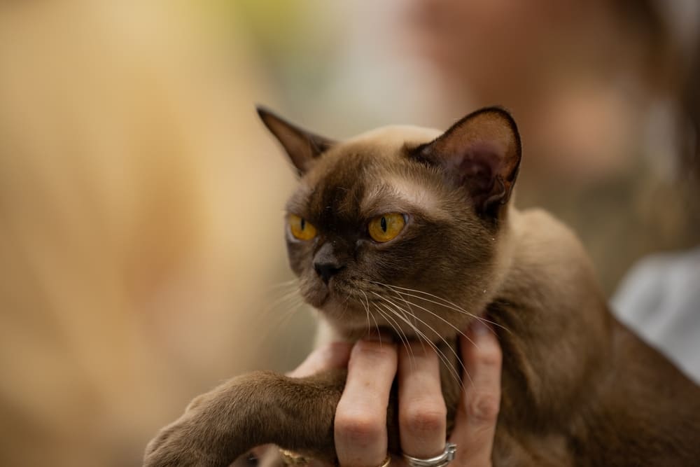 Болезни бурманских кошек могут быть врожденными