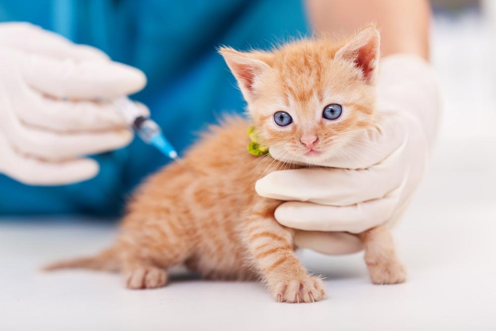 Первая прививка котенку