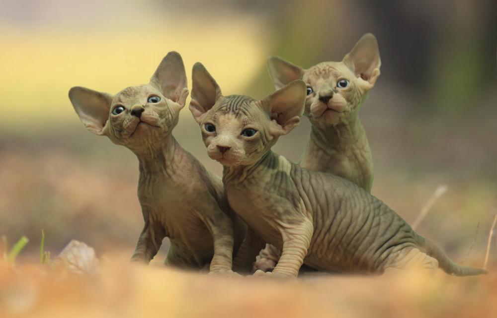 Советы по выбору котенка бамбино 