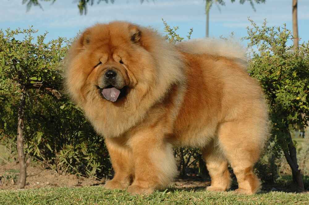 Это собака породы чау-чау