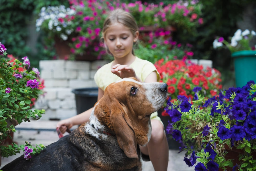Обучение бассет-хаунда начинают в юном возрасте