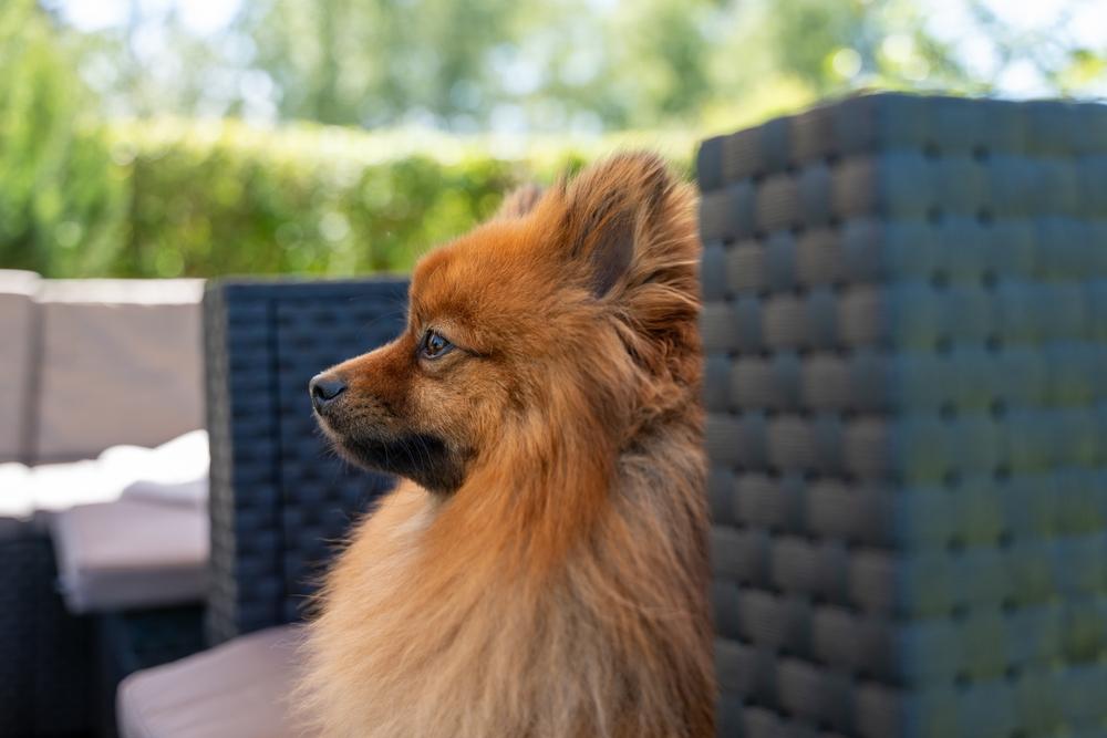 Рыжий шпиц сидит