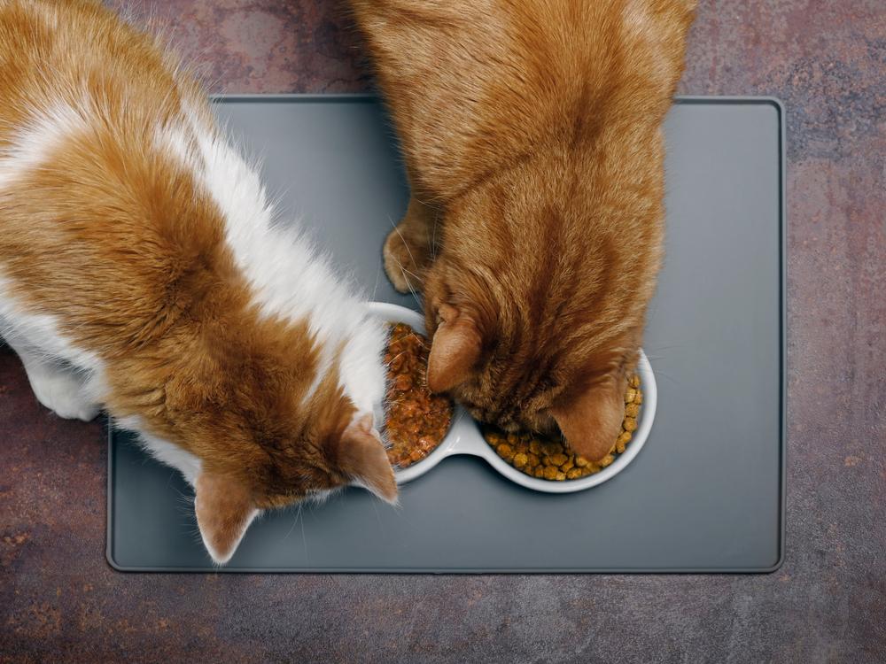 Профилактика дисбактериоза у кошек