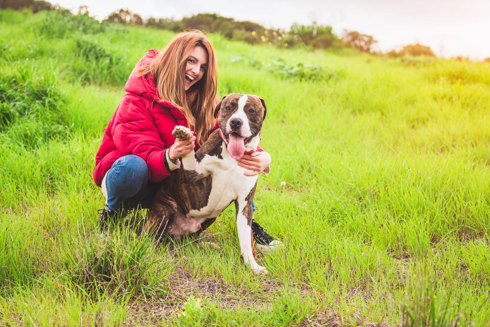 самые преданные породы собак: амстафф.jpg самые преданные породы собак: амстафф.jpg