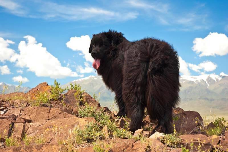 Большие породы вислоухих собак: ньюфаундленд Большие породы вислоухих собак: ньюфаундленд