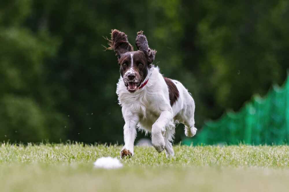 Английский спрингер нуждается в уходе за лапами