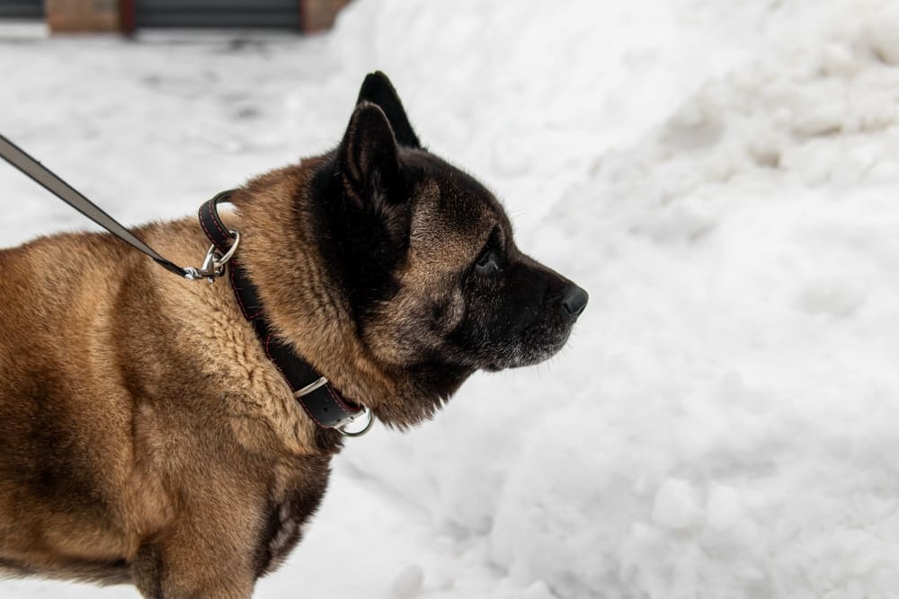 Условия содержания влияют на то, сколько живут американские акиты