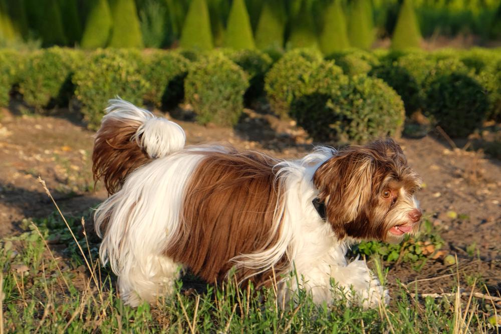 Темперамент биро-йоркширского терьера 