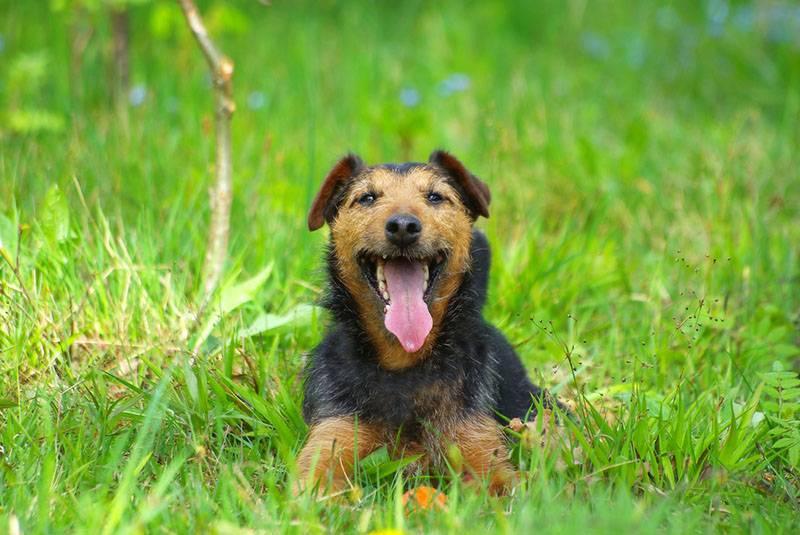 Рабочие норные породы собак: ягдтерьер