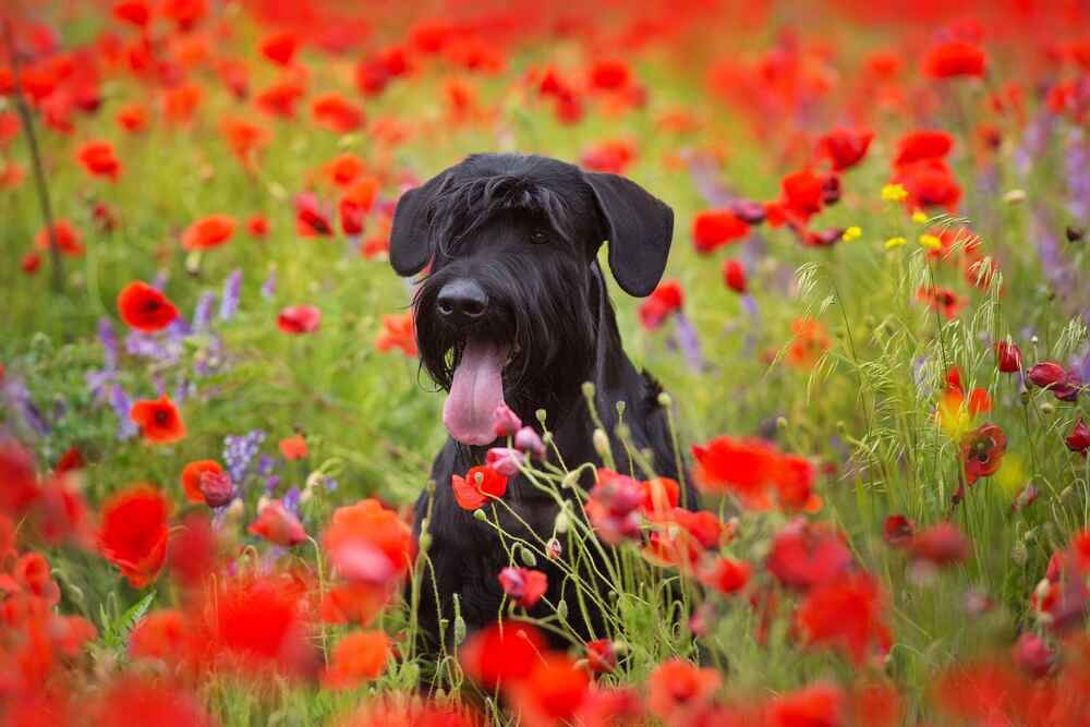 Обработки от паразитов влияют на то, сколько живет ризеншнауцер