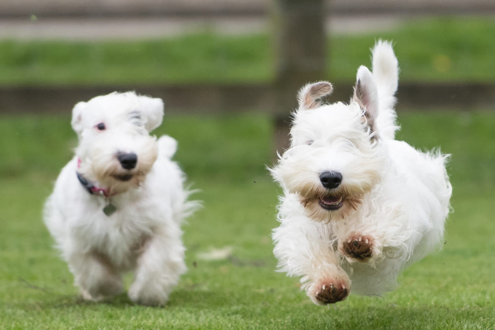 Силихем-терьеров допускают в разведение с определенного возраста