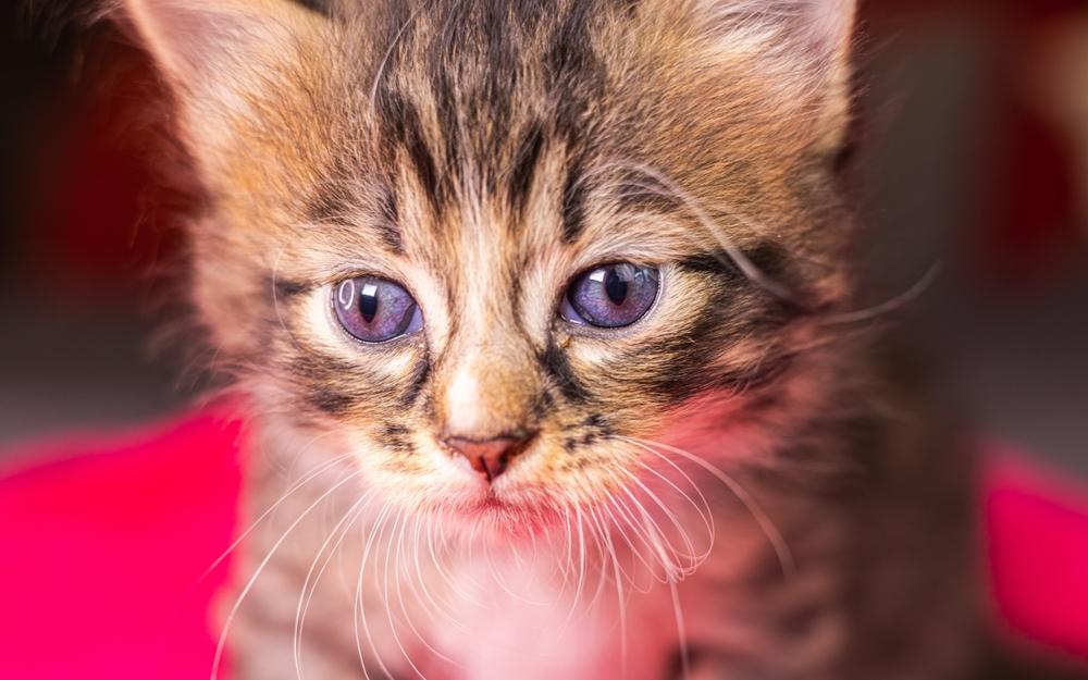 Здоровье американской многопалой 