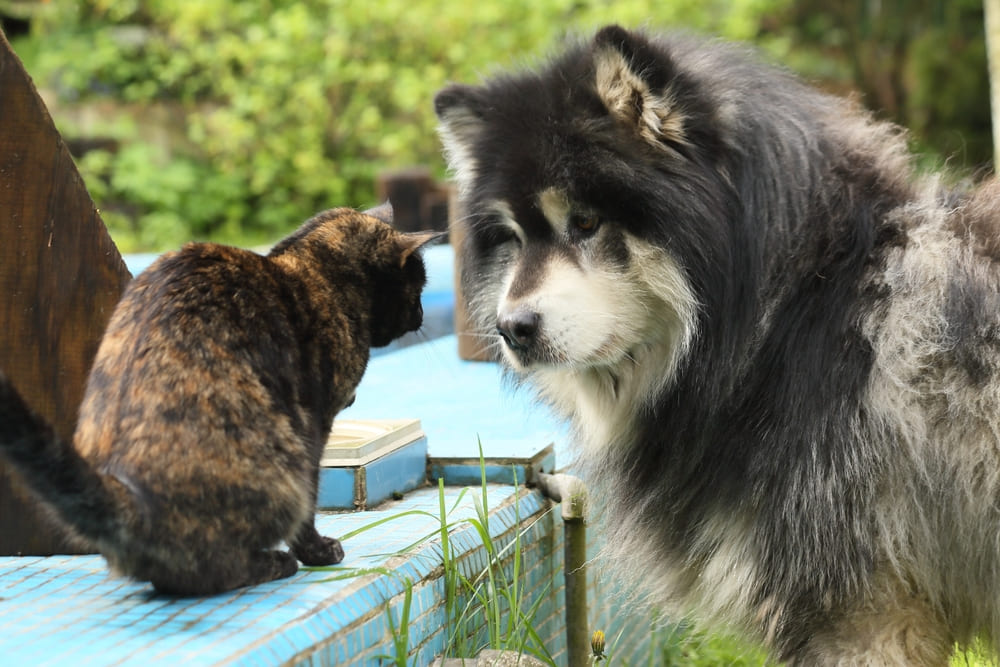 Аляскинский маламут с кошкой