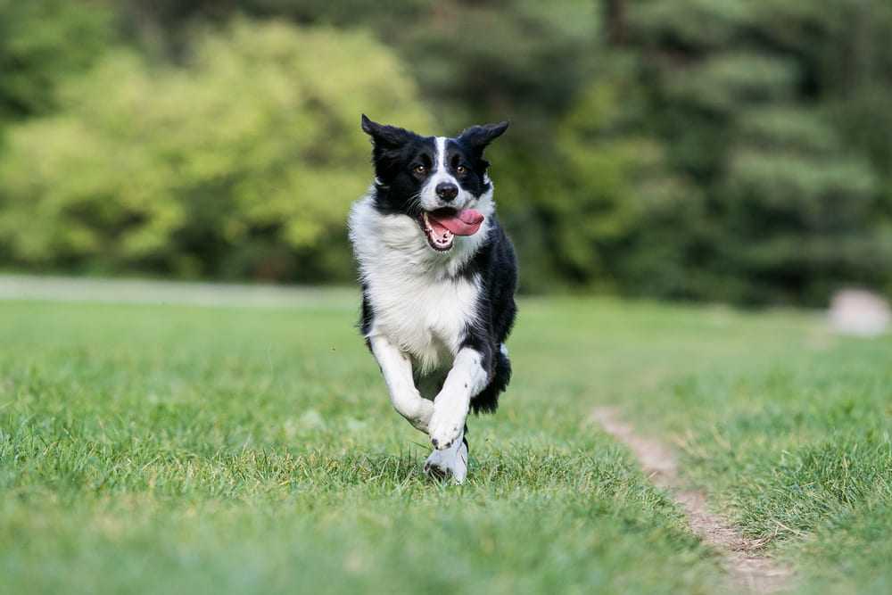 Рацион влияет на то, сколько проживет бордер-колли