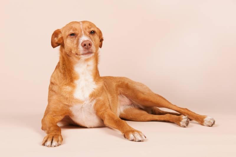 Внешность поденко канарио