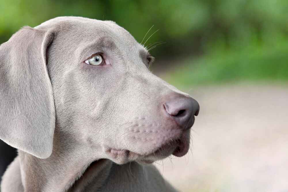 Покупать веймаранера лучше у проверенного заводчика