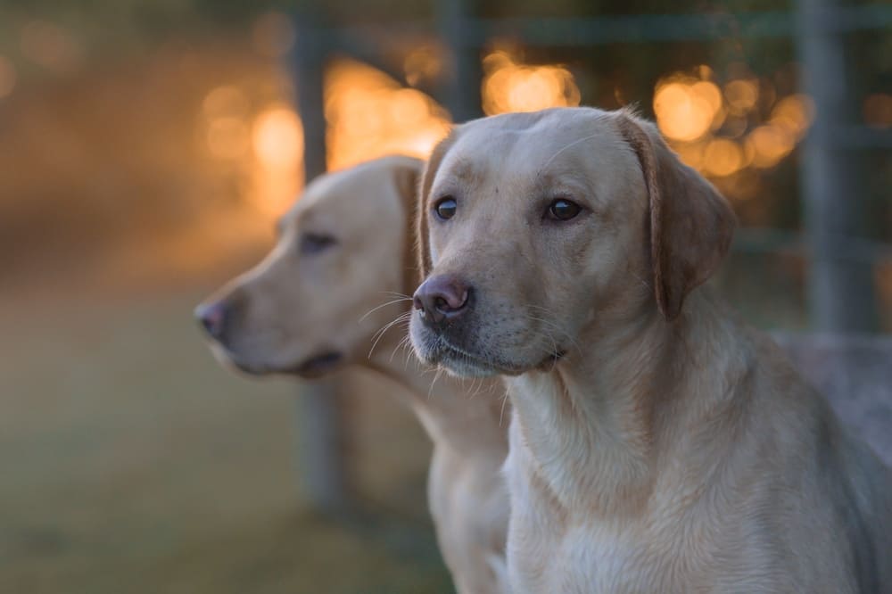 У лабрадоров может возникать ожирение, провоцирующее разные болезни