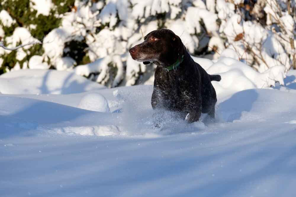 Владельцу важно знать, сколько живут курцхаары