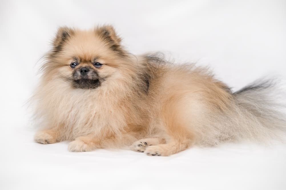 Померанский шпиц нуждается в социализации