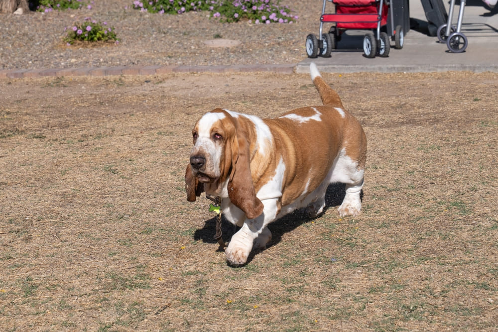 Бассет-хаунды имеют склонность к отитам