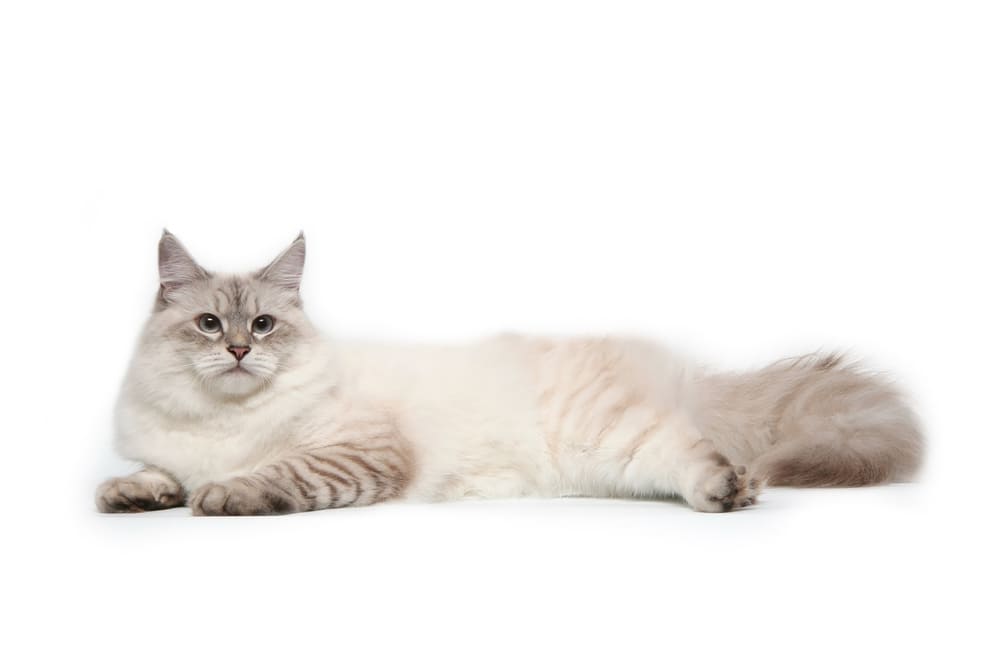 Питание влияет на то, сколько может прожить невская маскарадная кошка